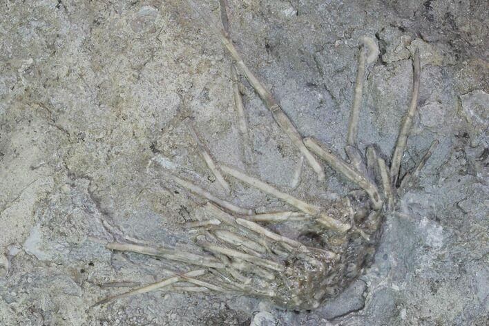 Mississippian Echinoid (Archaeocidaris Fossil - Iowa #95192